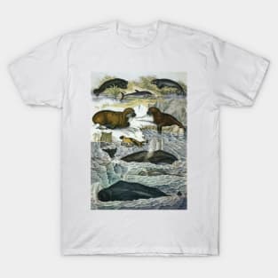 Vintage Whales and Walruses T-Shirt